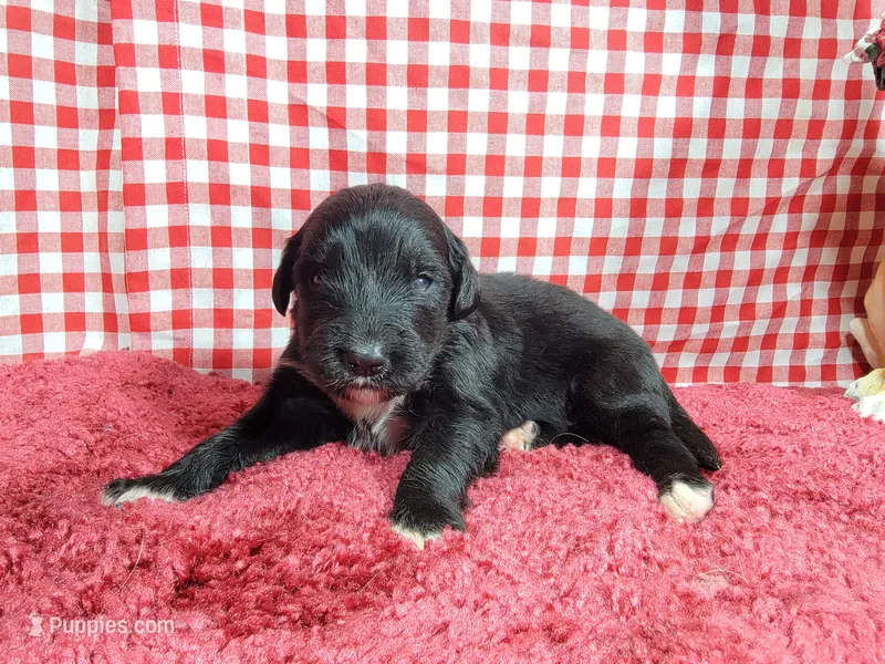 Trixie – Golden Mountain Dog puppy for sale in Colorado Springs, CO