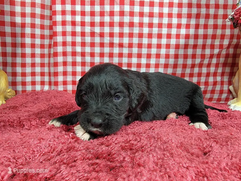 Dolly – Golden Mountain Dog puppy for sale in Colorado Springs, CO