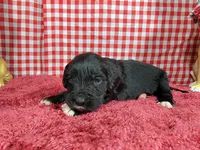 Dolly, a female Golden Mountain Dog for sale in Colorado Springs, CO – 1 of 10