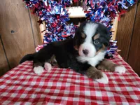 Helen, a female Bernese Mountain Dog for sale in Colorado Springs, CO – 10 of 10
