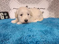 Batman, a male Poodle - Toy  and Miniature Goldendoodle for sale in Colorado Springs, CO – 2 of 10