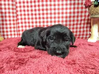 Gabby Gabby, a female Golden Mountain Dog for sale in Colorado Springs, CO – 10 of 10