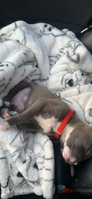 Zimba – American Pit Bull Terrier puppy for sale in San Diego, CA