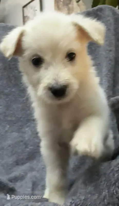 No name  – Siberian Husky, Poodle - Standard  puppy for sale in Las Vegas, NV