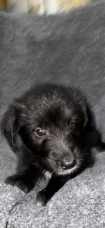 No name  – Siberian Husky, Poodle - Standard  puppy for sale in Las Vegas, NV