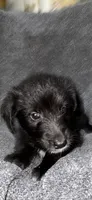 No name , a female Siberian Husky and Poodle - Standard  for sale in Las Vegas, NV – 1 of 4