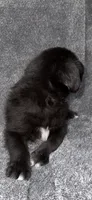 No name , a male Siberian Husky and Poodle - Standard  for sale in Las Vegas, NV – 4 of 5