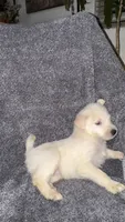 No name , a female Siberian Husky and Poodle - Standard  for sale in Las Vegas, NV – 4 of 5