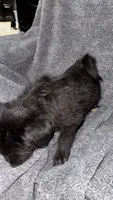 No name , a male Siberian Husky and Poodle - Standard  for sale in Las Vegas, NV – 3 of 4