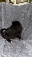 No name , a female Siberian Husky and Poodle - Standard  for sale in Las Vegas, NV – 3 of 3