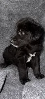 No name , a female Siberian Husky and Poodle - Standard  for sale in Las Vegas, NV – 2 of 4