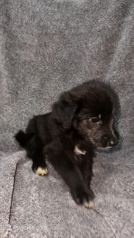 No name  – Siberian Husky, Poodle - Standard  puppy for sale in Las Vegas, NV