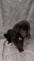 No name , a female Siberian Husky and Poodle - Standard  for sale in Las Vegas, NV – 1 of 3