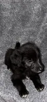 No name , a female Siberian Husky and Poodle - Standard  for sale in Las Vegas, NV – 2 of 3