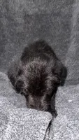 No name , a male Siberian Husky and Poodle - Standard  for sale in Las Vegas, NV – 3 of 4