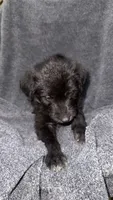 No name , a female Siberian Husky and Poodle - Standard  for sale in Las Vegas, NV – 3 of 4