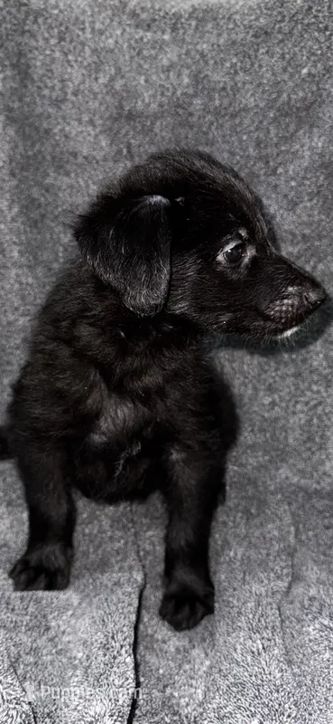 No name  – Siberian Husky, Poodle - Standard  puppy for sale in Las Vegas, NV
