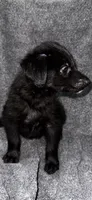 No name , a male Siberian Husky and Poodle - Standard  for sale in Las Vegas, NV – 1 of 4