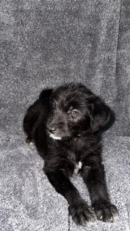 No name  – Siberian Husky, Poodle - Standard  puppy for sale in Las Vegas, NV