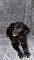 No name , a male Siberian Husky and Poodle - Standard  for sale in Las Vegas, NV – 1 of 4
