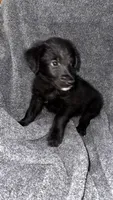 No name , a male Siberian Husky and Poodle - Standard  for sale in Las Vegas, NV – 4 of 4