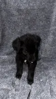 No name , a male Siberian Husky and Poodle - Standard  for sale in Las Vegas, NV – 4 of 4