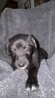 No name , a male Siberian Husky and Poodle - Standard  for sale in Las Vegas, NV – 5 of 5