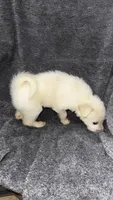 No name , a female Siberian Husky and Poodle - Standard  for sale in Las Vegas, NV – 5 of 5