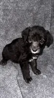 No name , a female Siberian Husky and Poodle - Standard  for sale in Las Vegas, NV – 4 of 4
