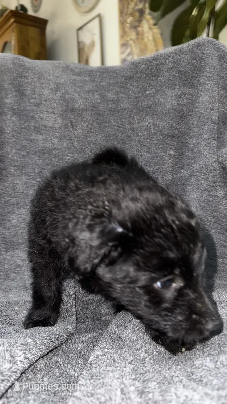 No name  – Siberian Husky, Poodle - Standard  puppy for sale in Las Vegas, NV