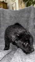No name , a male Siberian Husky and Poodle - Standard  for sale in Las Vegas, NV – 1 of 5