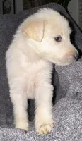 No name , a female Siberian Husky and Poodle - Standard  for sale in Las Vegas, NV – 2 of 5