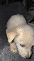 No name , a female Siberian Husky and Poodle - Standard  for sale in Las Vegas, NV – 3 of 5