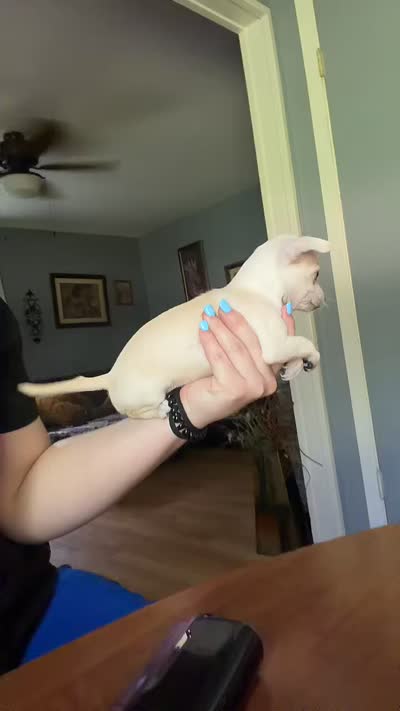 Don’t have one , a female Chihuahua for sale in Fairfield, TX – 1 of 1