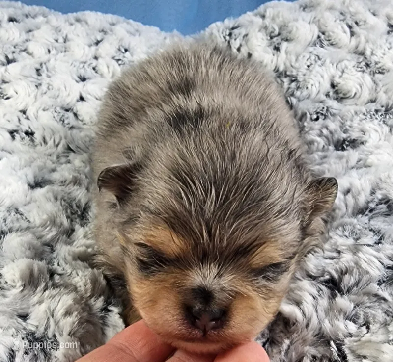 Cooper – Pomeranian puppy for sale in Sioux Falls, SD