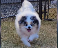 Rex , a male Pomeranian for sale in Sioux Falls, SD – 5 of 5