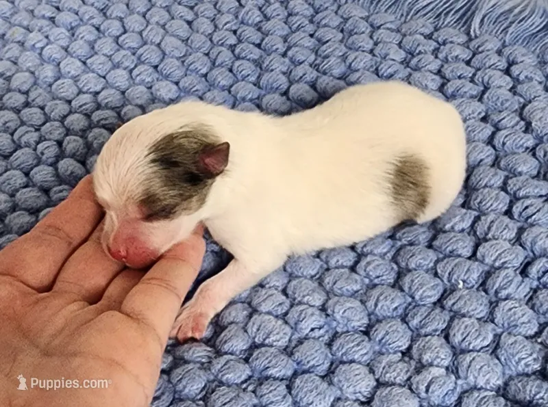 Max  – Pomeranian puppy for sale in Sioux Falls, SD