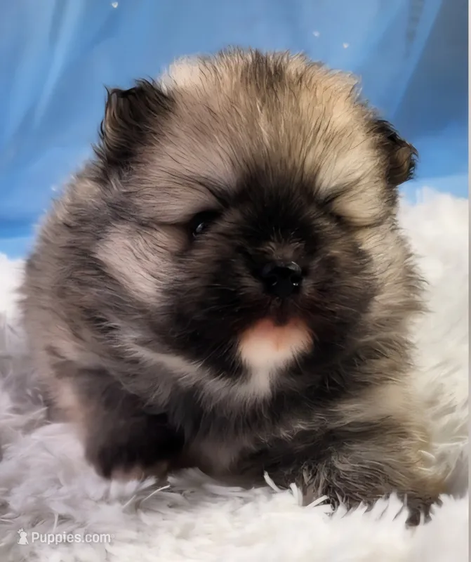 Rex  – Pomeranian puppy for sale in Sioux Falls, SD