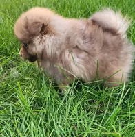 Frank, a male Pomeranian for sale in Sioux Falls, SD – 4 of 4