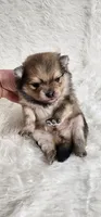 Frank, a male Pomeranian for sale in Sioux Falls, SD – Photo 1 of 6