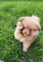 Frank, a male Pomeranian for sale in Sioux Falls, SD – 3 of 4