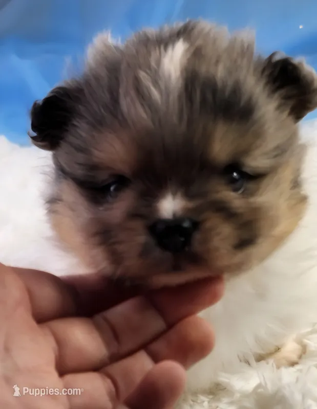 Milo – Pomeranian puppy for sale in Sioux Falls, SD