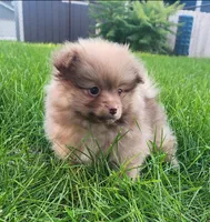 Frank, a male Pomeranian for sale in Sioux Falls, SD – 2 of 4