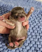 Cooper, a male Pomeranian for sale in Sioux Falls, SD – 2 of 5