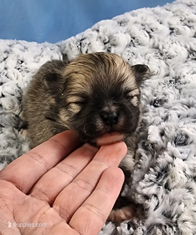 Rex  – Pomeranian puppy for sale in Sioux Falls, SD