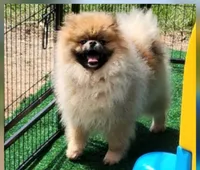 Milo, a male Pomeranian for sale in Sioux Falls, SD – 5 of 5