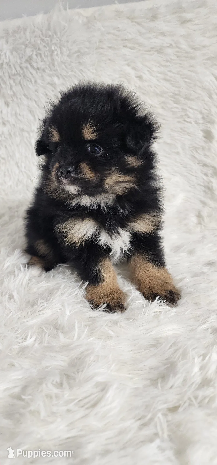 Rylee – Pomeranian puppy for sale in Sioux Falls, SD