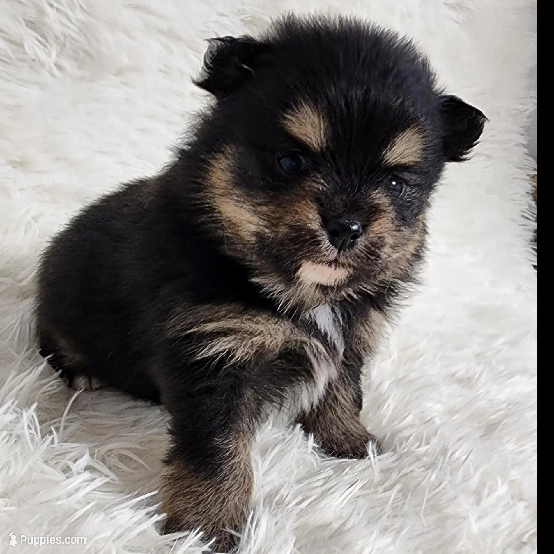 Sasha  – Pomeranian puppy for sale in Sioux Falls, SD