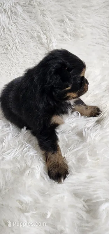 Rylee – Pomeranian puppy for sale in Sioux Falls, SD