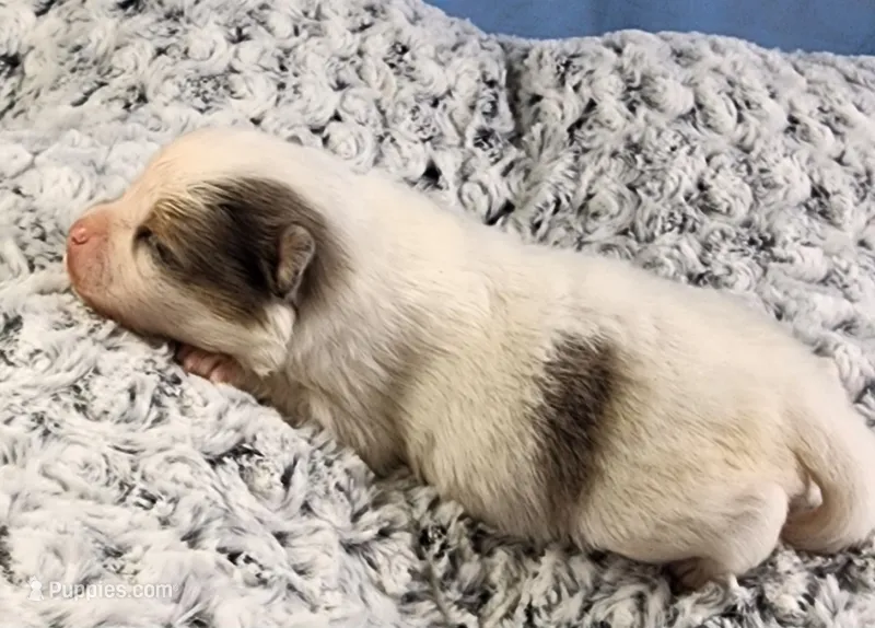 Max  – Pomeranian puppy for sale in Sioux Falls, SD